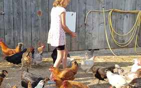 Beim Farmrundgang kann die ganze Familie mit füttern, putzen, ernten...